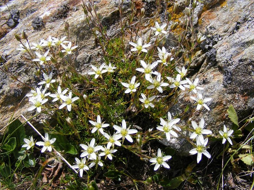 Minuartia cfr. verna